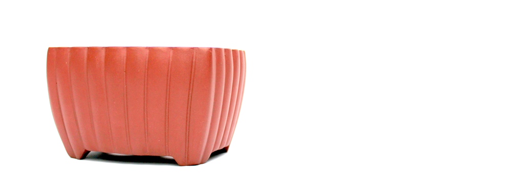 mazatlan bonsai tal a marczika bonsai studio kinalatabol